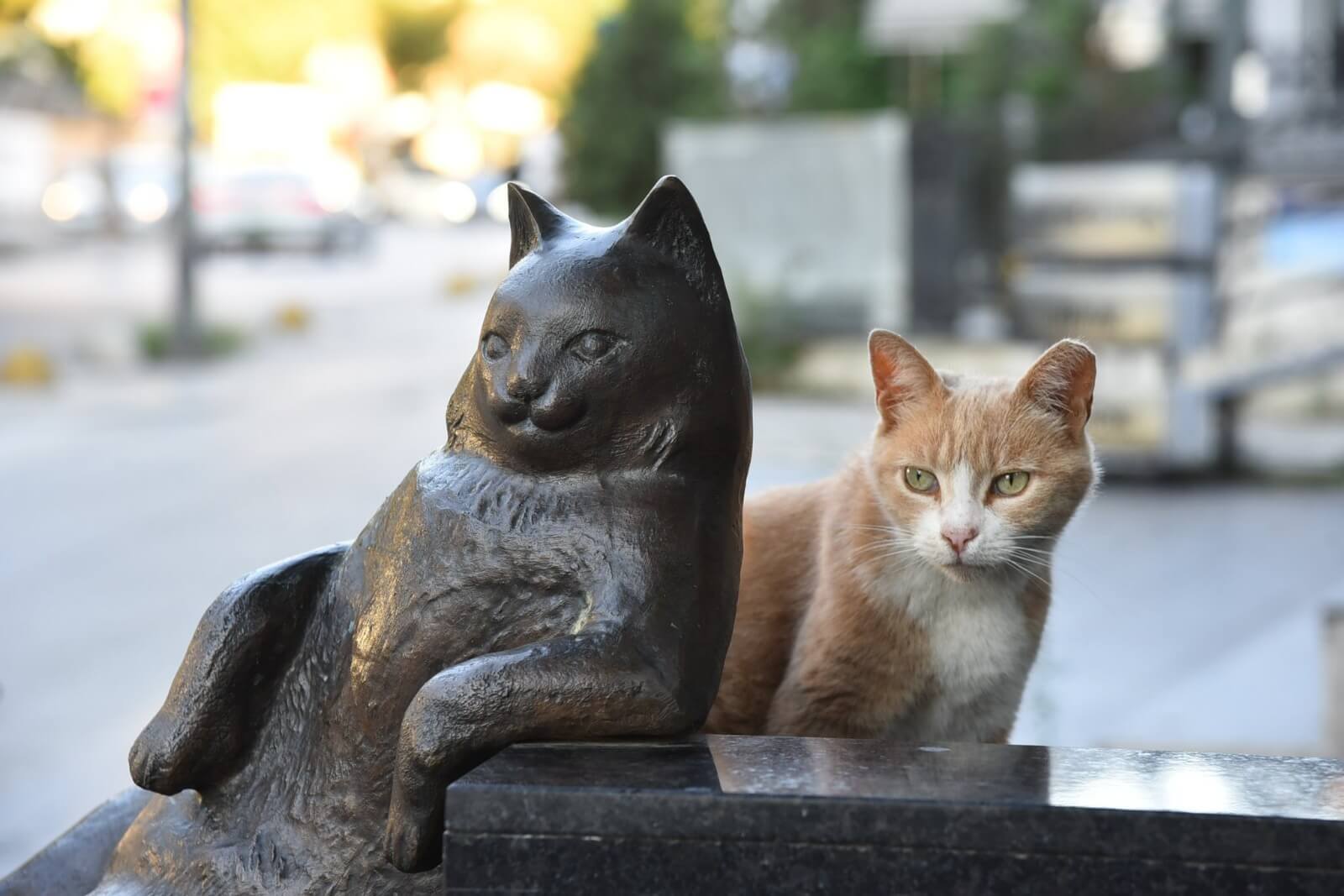 Sokakta yaşayan patili dostlarımız kışı nasıl geçiyor?